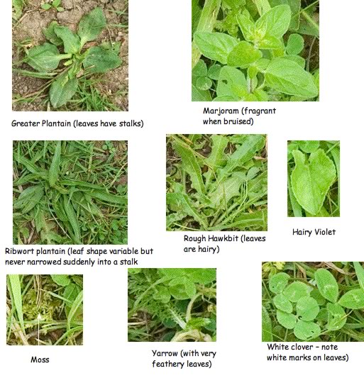 idaho leaf guide with pictures