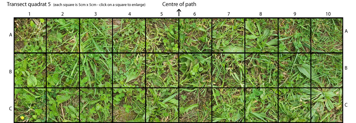 Path 5 overview