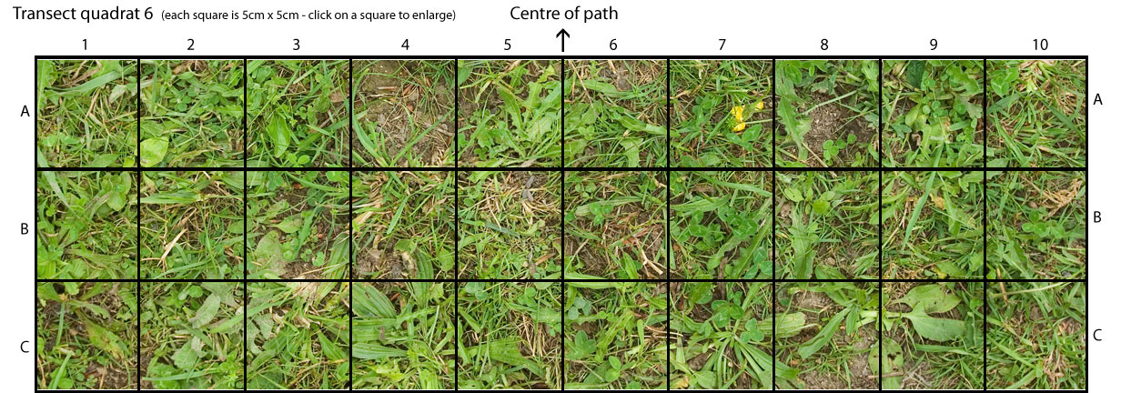 Path 6 overview