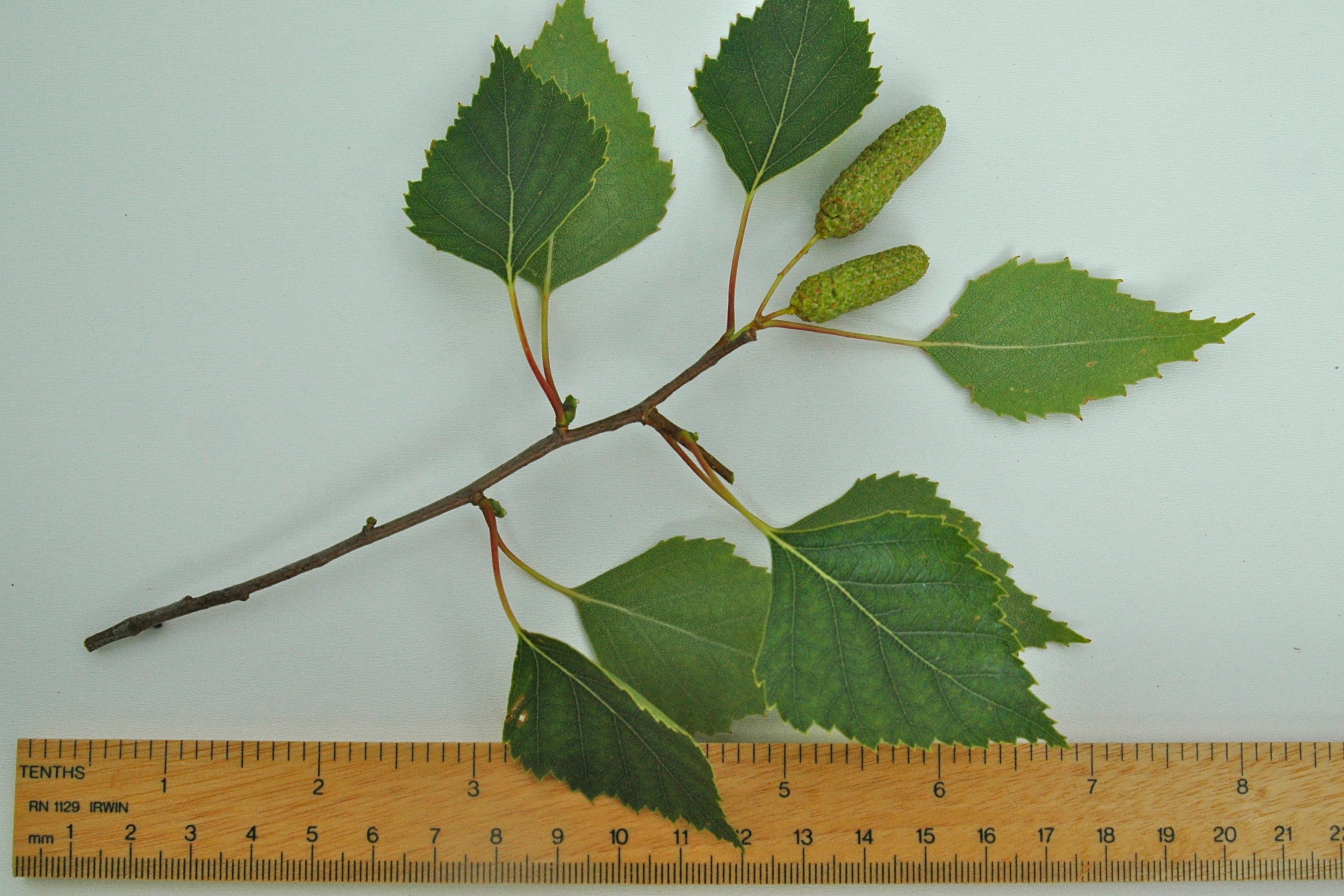 Birch Leaf - betula pendula