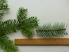 Common Fir