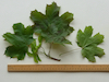 Norway Maple