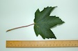 Sycamore leaf upper surface