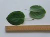 Italian Alder leaf