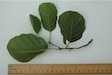 Alder leaf lower surface