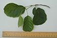 Alder leaf upper surface