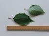 Himalayan Birch leaves