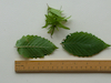 Hornbeam leaf