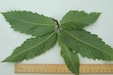 Sweet Chestnut leaf lower surface