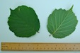 Hazel leaf