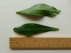 Spurge-laurel leaf