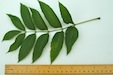 Ash leaf