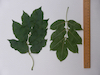 Manna Ash leaf