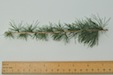 European Larch