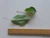 Apple leaves (lower and upper surface)