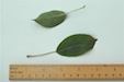 Apple leaves (lower and upper surface)