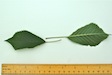 Wild Cherry leaf