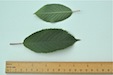 Dwarf Cherry leaf