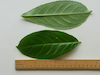 Cherry-laurel leaf