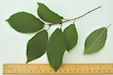 Bird Cherry leaf