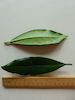 Rhododendron leaf