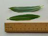 leaves