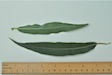 Osier leaf