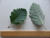 Swedish Whitebeam leaf