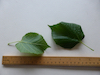 Large leaved Lime leaves