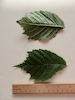 Elm leaf (horned)