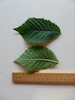 Elm leaf (rounded)