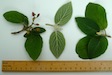 Wayfaring tree leaves and fruits