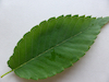 Japanese Elm leaf