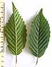 Hornbeam leaf