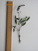 Buddleia twig