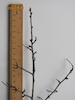 Hawthorn twig