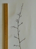 Hawthorn twig