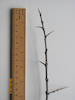 Sea-buckthorn twig