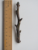 Walnut twig