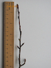 Crab Apple twig