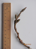 Italian Poplar twig