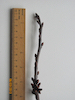 Wild Cherry twig