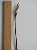 Bird Cherry twig