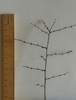 Blackthorn spiny twig