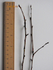 Wild Pear twig