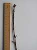 Sessile Oak twig