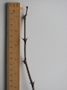 False Acacia twig