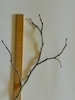 False Acacia twig