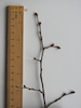 Small-leaved Lime twigs