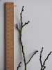 Wych Elm twig